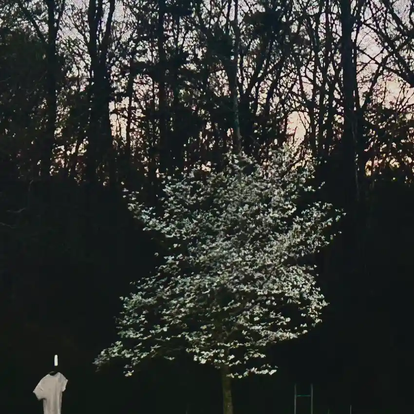 DOGWOOD cover